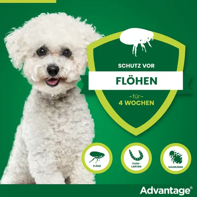 Advantage Schutz vor Flöhen für 4 Wochen. Bekämpft Flöhe, Flohlarven und Haarlinge.