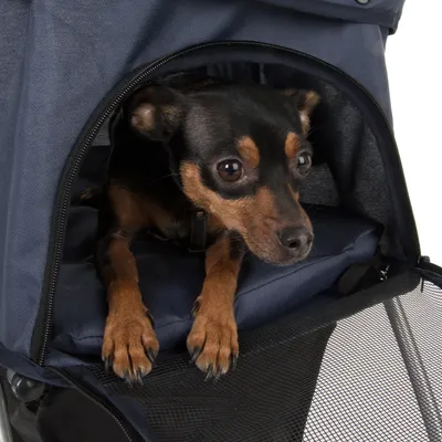 Petit chien noir et marron assis à l’intérieur d’un sac de transport bleu avec ouverture en maille noire visible à l’avant.