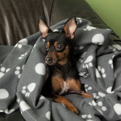 Piccolo cane avvolto in una coperta grigia con motivi di zampe bianche, seduto su un divano in pelle.