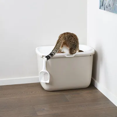 Kattenbak met witte deksel, kat stapt erin. Witte kattenbakschep hangt aan de rand van de bak. Bak staat op houten vloer tegen witte muur.