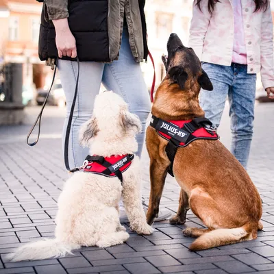 Zwei Hunde tragen rote Julius-K9 Geschirre und sitzen neben ihren Besitzerinnen auf einem gepflasterten Platz.