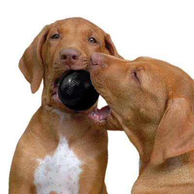 Hund hält ein schwarzes KONG-Spielzeug im Maul, geeignet für robustes Kauen.