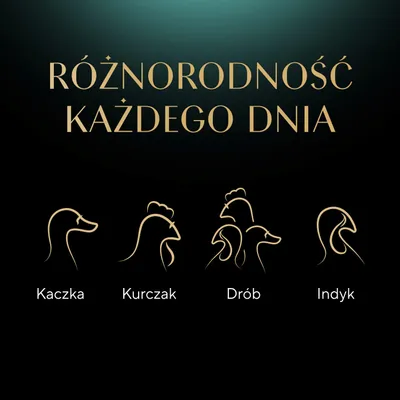 Różnorodność każdego dnia. Ilustracje i opisy: Kaczka, Kurczak, Drób, Indyk.