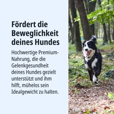 Fördert die Beweglichkeit deines Hundes. Hochwertige Premium-Nahrung unterstützt gezielt die Gelenkgesundheit und hilft, das Idealgewicht mühelos zu halten. Fördert die Beweglichkeit deines Hundes. Hochwertige Premium-Nahrung unterstützt gezielt die Gelenkgesundheit und hilft, das Idealgewicht mühelos zu halten.