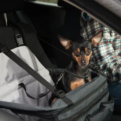 Hond in een grijze autotransporttas met veiligheidsgordels, geschikt voor gebruik op autostoelen.