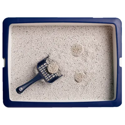 Cat litter tray with blue rim, filled with clumping litter. A blue litter scoop lifts a clump from the litter.