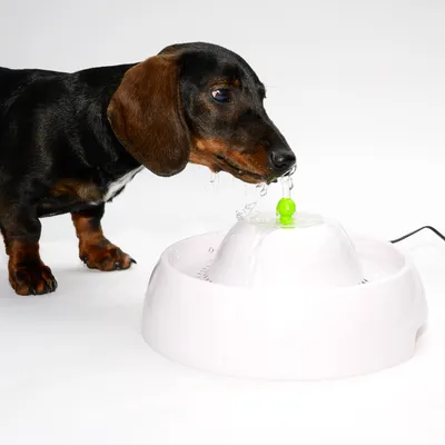 Hund trinkt aus einem weissen Trinkbrunnen mit grünem Wasserspender. Zeigt die Nutzung des Produkts.