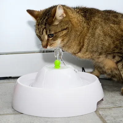 Braun getigerte Katze trinkt aus einem weissen Trinkbrunnen mit grünem Element und fliessendem Wasser.