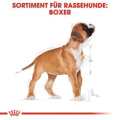 Sortiment für Rassehunde: Boxer. Illustration eines Boxers mit Massangaben.