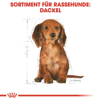 Sortiment für Rassehunde: Dackel. Illustration eines Dackels mit Massangaben und rotem Royal Canin Logo unten.