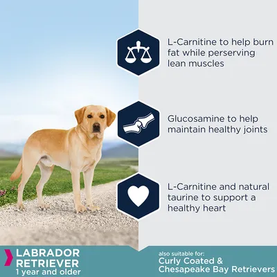 L-Carnitine to help burn fat while preserving lean muscles, glucosamine for healthy joints, L-carnitine and natural taurine to support a healthy heart. For Labrador Retriever 1 year and older.