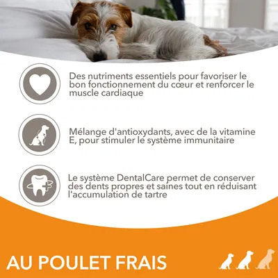 Des nutriments essentiels pour le cœur, antioxydants avec vitamine E pour l’immunité, système DentalCare pour dents propres. Texte : AU POULET FRAIS.