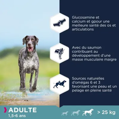Adulte 1,5–6 ans, plus de 25 kg. Glucosamine et calcium pour la santé des os et articulations, saumon pour masse musculaire maigre, omégas 6 et 3 pour peau et pelage sains.
