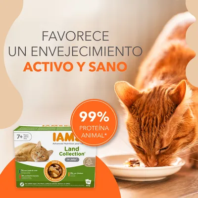 Texto: Favorece un envejecimiento activo y sano. 99% proteína animal. Caja de IAMS Land Collection in Jelly para gatos mayores de 7 años, 12x85g, cordero, hígado, ternera, zanahorias y pollo.
