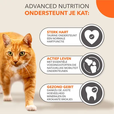 ADVANCED NUTRITION ondersteunt je kat: sterk hart, actief leven, gezond gebit. Sterk hart: taurine ondersteunt normale hartfunctie. Actief leven: essentiële voedingsstoffen. Gezond gebit: juiste mineralen en krokante brokjes.