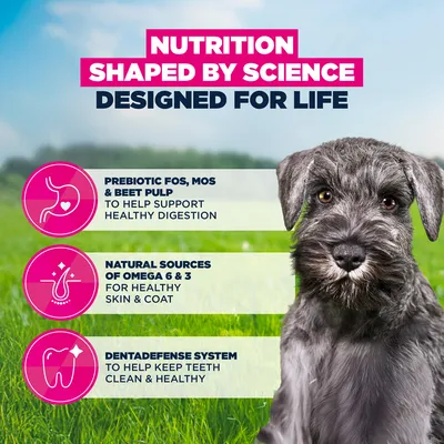 Eukanuba Premium Nutrition Puppy Small Breed Kylling