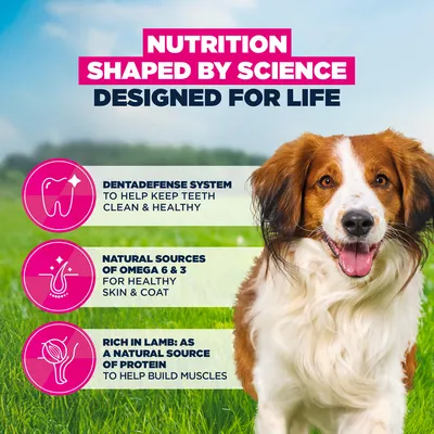 Eukanuba Premium Nutrition Adult Small & Medium Breed karitsa & riisi