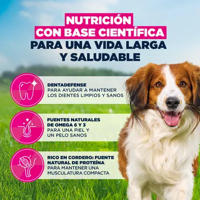 Eukanuba Premium Nutrition Adult Small & Medium Breed cordero y arroz