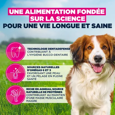 Eukanuba Premium Nutrition Adult Small et Medium Breed Agneau et Riz