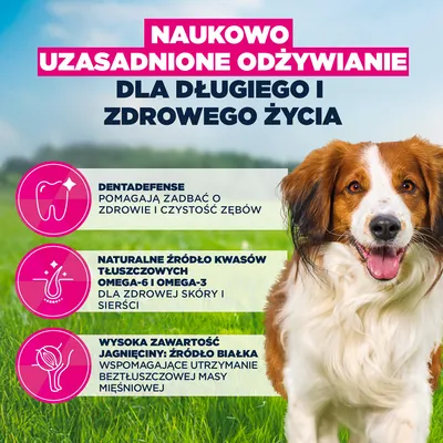 Eukanuba Premium Nutrition Adult Small & Medium Breed, jagnięcina i ryż