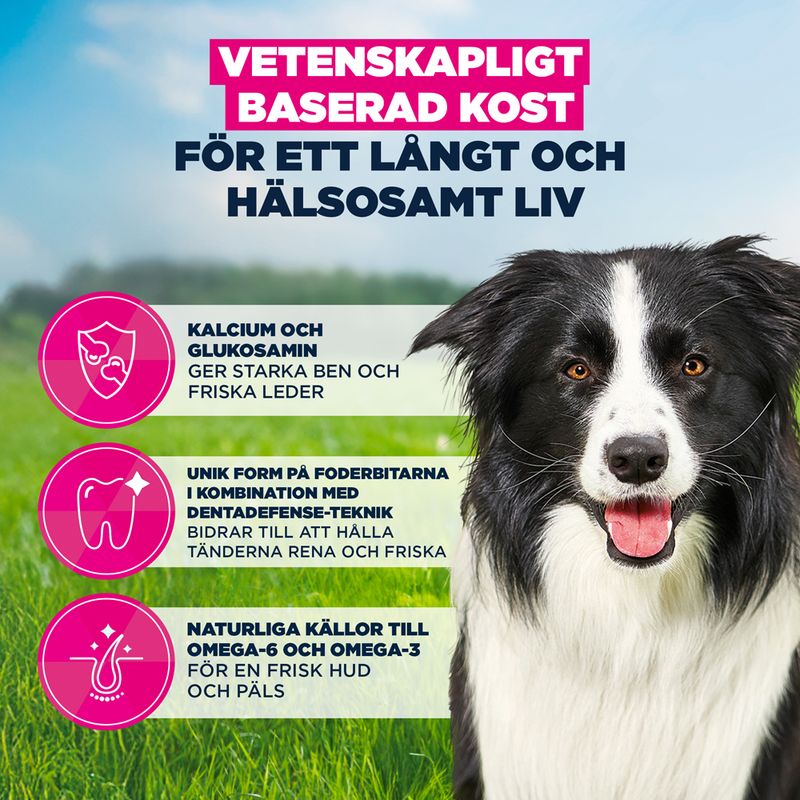 Eukanuba Premium Nutrition Mature Medium Breed Chicken