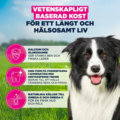 Eukanuba Premium Nutrition Mature Medium Breed Chicken