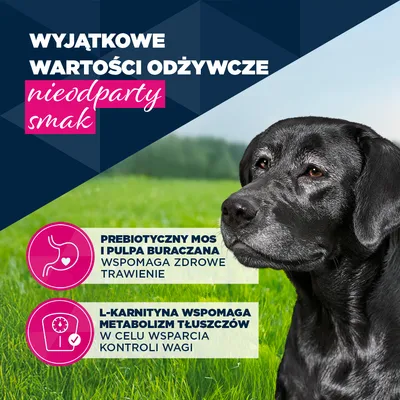 Eukanuba Senior, indyk z marchewką