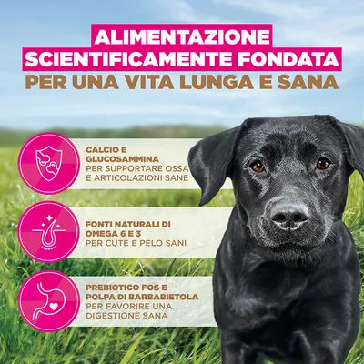 Eukanuba Grain Free Adult Large Pollo