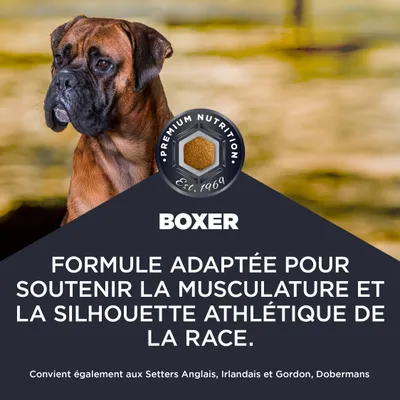 Nutrition Premium depuis 1969. BOXER. Formule pour soutenir la musculature et la silhouette athlétique de la race. Convient également aux Setters, Setters irlandais, Setters Gordon, Dobermans. Nutrition Premium depuis 1969. BOXER. Formule pour soutenir la musculature et la silhouette athlétique de la race. Convient également aux Setters, Setters irlandais, Setters Gordon, Dobermans.
