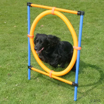 Černý pes skáče skrz plastový agility kruh s oranžovým rámem a modrými tyčemi na trávníku.
