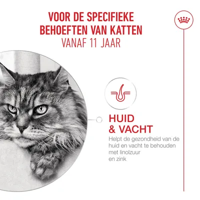 Voor de specifieke behoeften van katten vanaf 11 jaar. Huid & vacht: Ondersteunt de gezondheid van huid en vacht met linolzuur en zink. Voor de specifieke behoeften van katten vanaf 11 jaar. Huid & vacht: Ondersteunt de gezondheid van huid en vacht met linolzuur en zink.