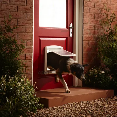 Pet using a door flap, demonstrating how the pet door allows animals to enter or exit through a closed door.