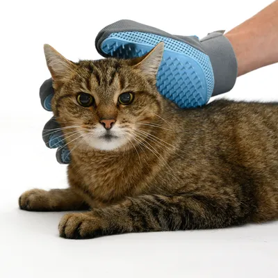 Braun getigerte Katze wird mit einer blauen Fellpflege-Handschuhbürste gestriegelt. Zeigt Anwendung des Produkts zur Tierpflege.