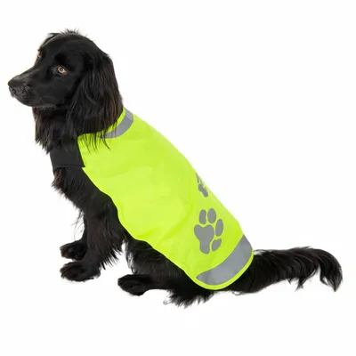 Sort hund iført en gul reflekterende sikkerhedsvest med grå poteaftryk og halsbånd. Øget synlighed i mørke.