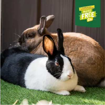 Two rabbits are lying on artificial grass. In the top right, it says: Muesli Free Co., Stamping out selective feeding. Two rabbits are lying on artificial grass. In the top right, it says: Muesli Free Co., Stamping out selective feeding.