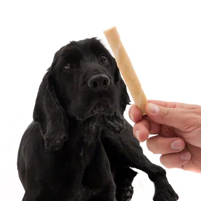 Chien noir regardant un bâton à mâcher clair tenu par une main humaine, fond blanc. Le produit visible est le bâton à mâcher.