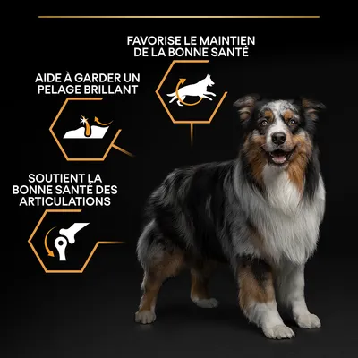 Texte visible : favorise le maintien de la bonne santé, aide à garder un pelage brillant, soutient la bonne santé des articulations. Chien debout à côté d’icônes illustrant ces bénéfices.