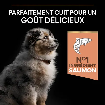 Texte : Parfaitement cuit pour un goût délicieux. N°1 ingrédient saumon. Illustration d’un poisson à côté d’un chien assis, pelage épais et collier visible.