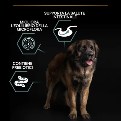 Cane con grafica informativa: supporta la salute intestinale, migliora l'equilibrio della microflora, contiene prebiotici.