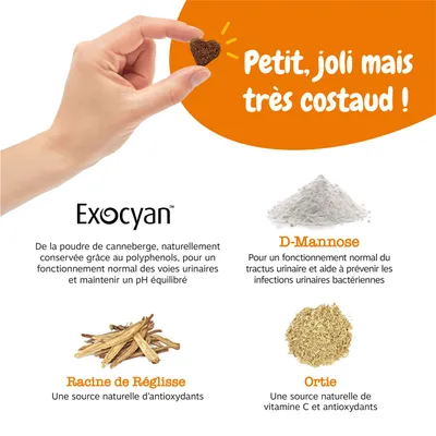 Main tenant une friandise en forme de cœur. Exocyan, D-mannose, racine de réglisse et ortie comme ingrédients naturels pour les voies urinaires, l’équilibre du pH, la vitamine C et les antioxydants.