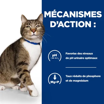 MÉCANISMES D’ACTION : Favorise des niveaux de pH urinaire optimaux (pH 5,9–6,1). Taux réduits de phosphore et de magnésium. Chat tigré avec collier bleu visible à gauche.