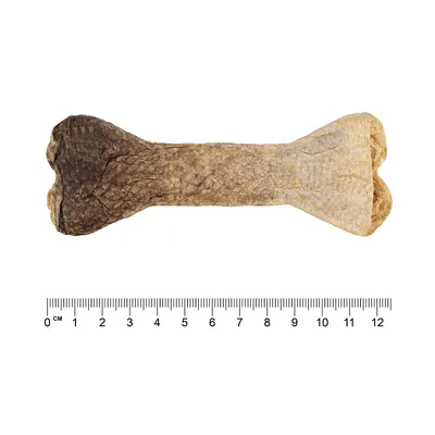 Getrockneter Fischhaut-Kauknochen, Länge ca. 12 cm, mit Massstab zur Grössenangabe.