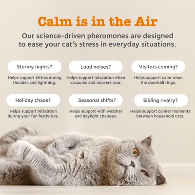 Zesty Paws Cat Calming Diffuser Refill Orchid Mist - 75g Zesty Paws Cat Calming Diffuser Refill Orchid Mist - 75g