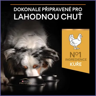 Pes jí z misky Purina Pro Plan, text: Dokonale připravené pro lahodnou chuť. No1 ingredience kuře.