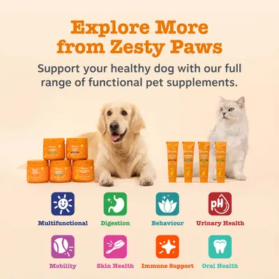 Zesty Paws Cat Calming Diffuser Kit Orchid Mist - 30g