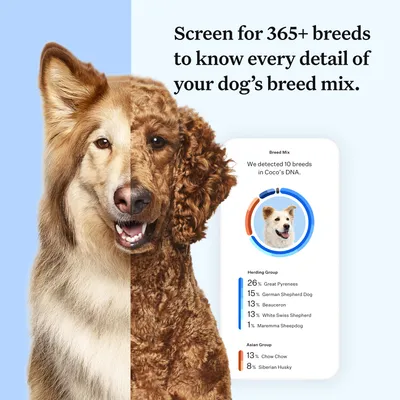 DNA test detects 10 breeds in a dog's DNA, including Great Pyrenees, German Shepherd Dog, Beauceron, White Swiss Shepherd, Maremma Sheepdog, Chow Chow and Siberian Husky.