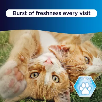 Ever Clean® Multiple Cat Clumping Cat Litter