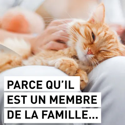 PARCE QU’IL EST UN MEMBRE DE LA FAMILLE… (texte visible sur l’image, message promotionnel en français)