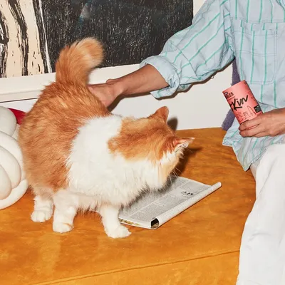 Person holding a pink tub of pet treats while a fluffy animal stands on a sofa next to a magazine.