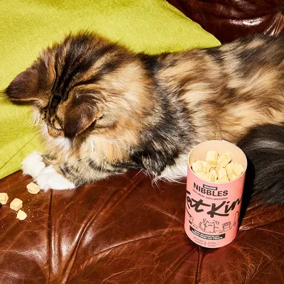 Cat next to an open container of Nibbles freeze-dried salmon treats, with several treat pieces scattered on a brown leather surface.
